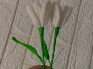 Single Tulip